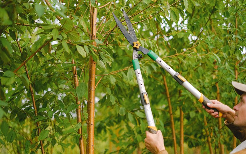 Tree trimming in Rickreall, OR